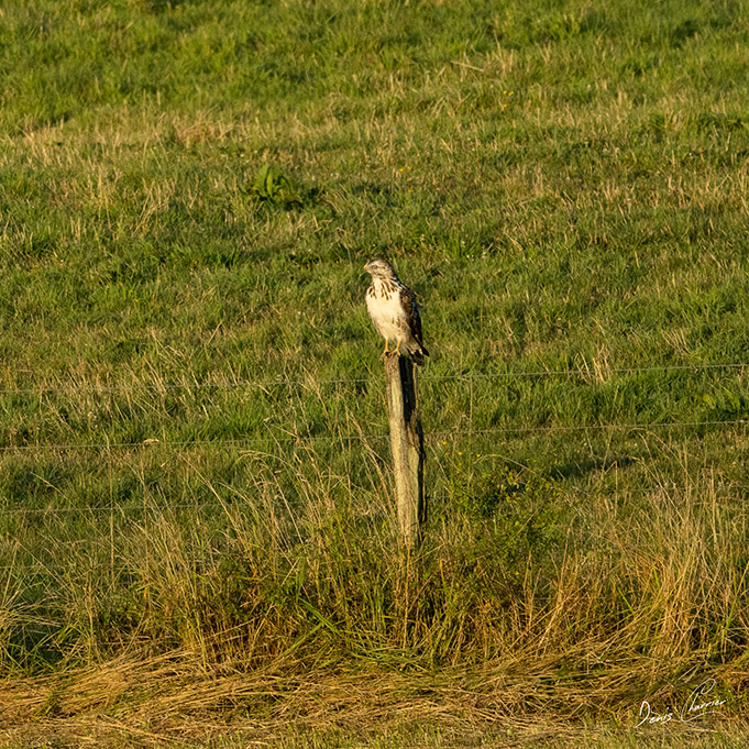 Buse variable perché sur un piquet en bois